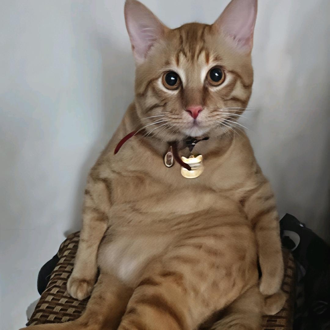 🌈孤街浪人独自行