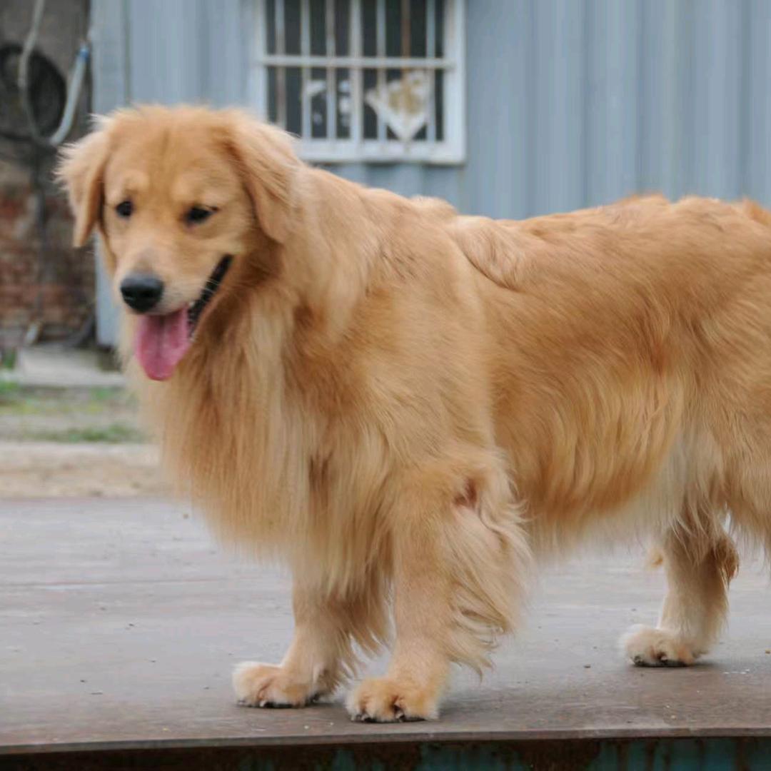 拉布萌宠犬舍