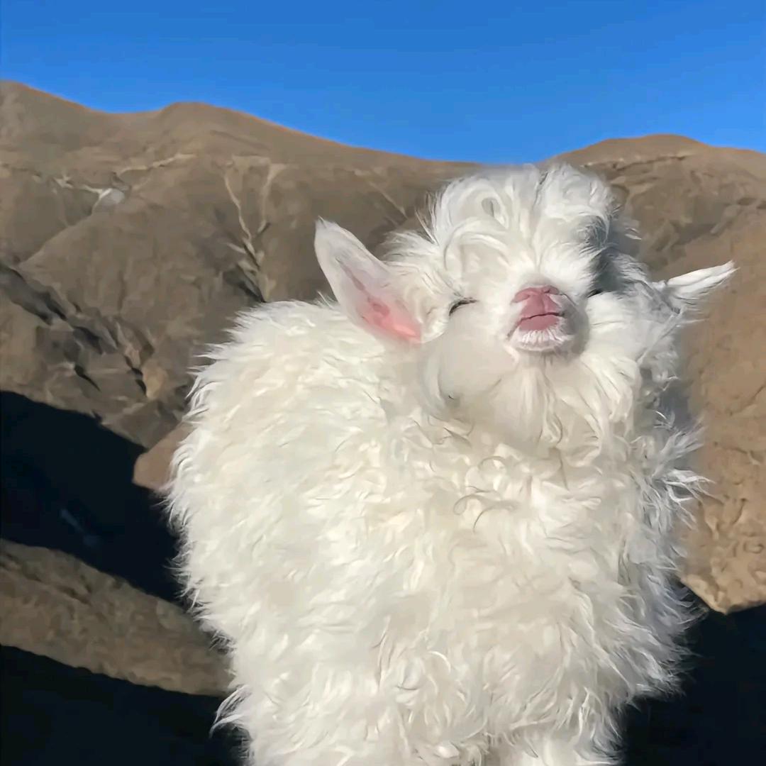 小羊不是羊