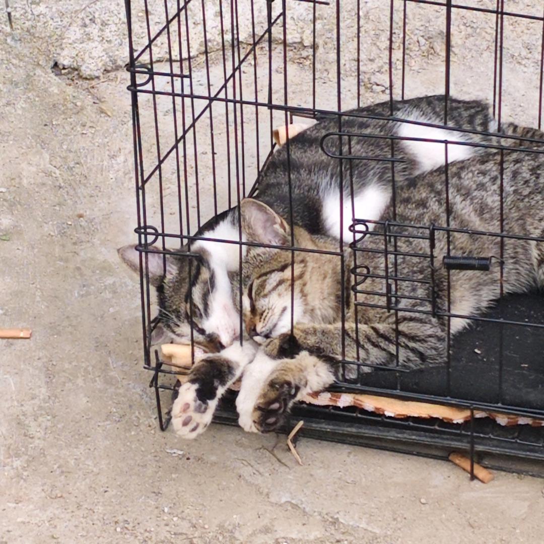 猫语.