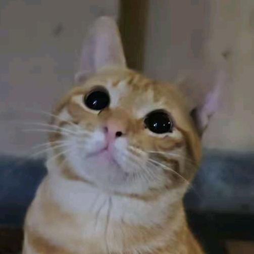 怕怕