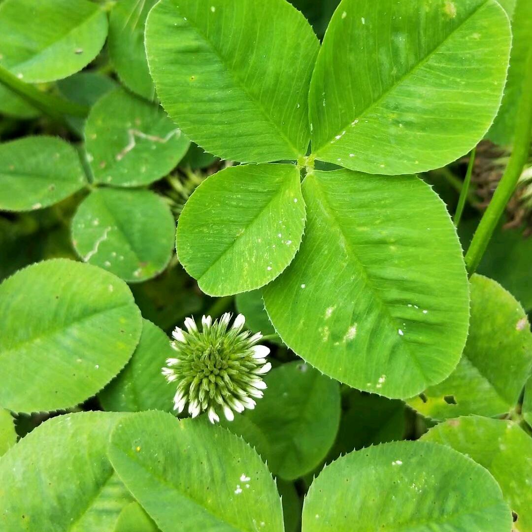 🍬点不燃的烟🌸🌿