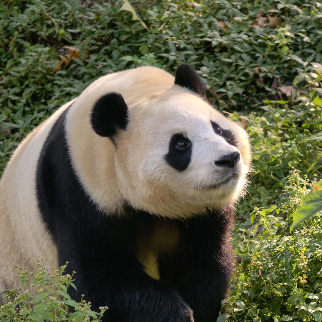 呼呼Sir