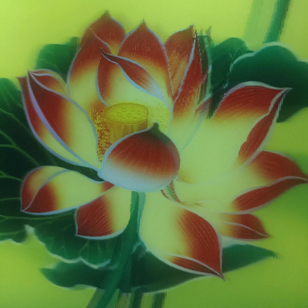 风中迎荷
