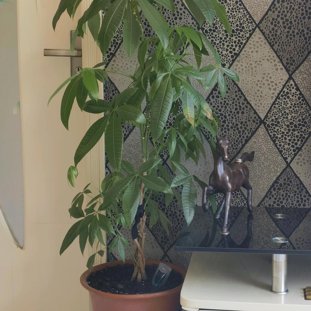 &ﾉ♡看淡一切dŐд