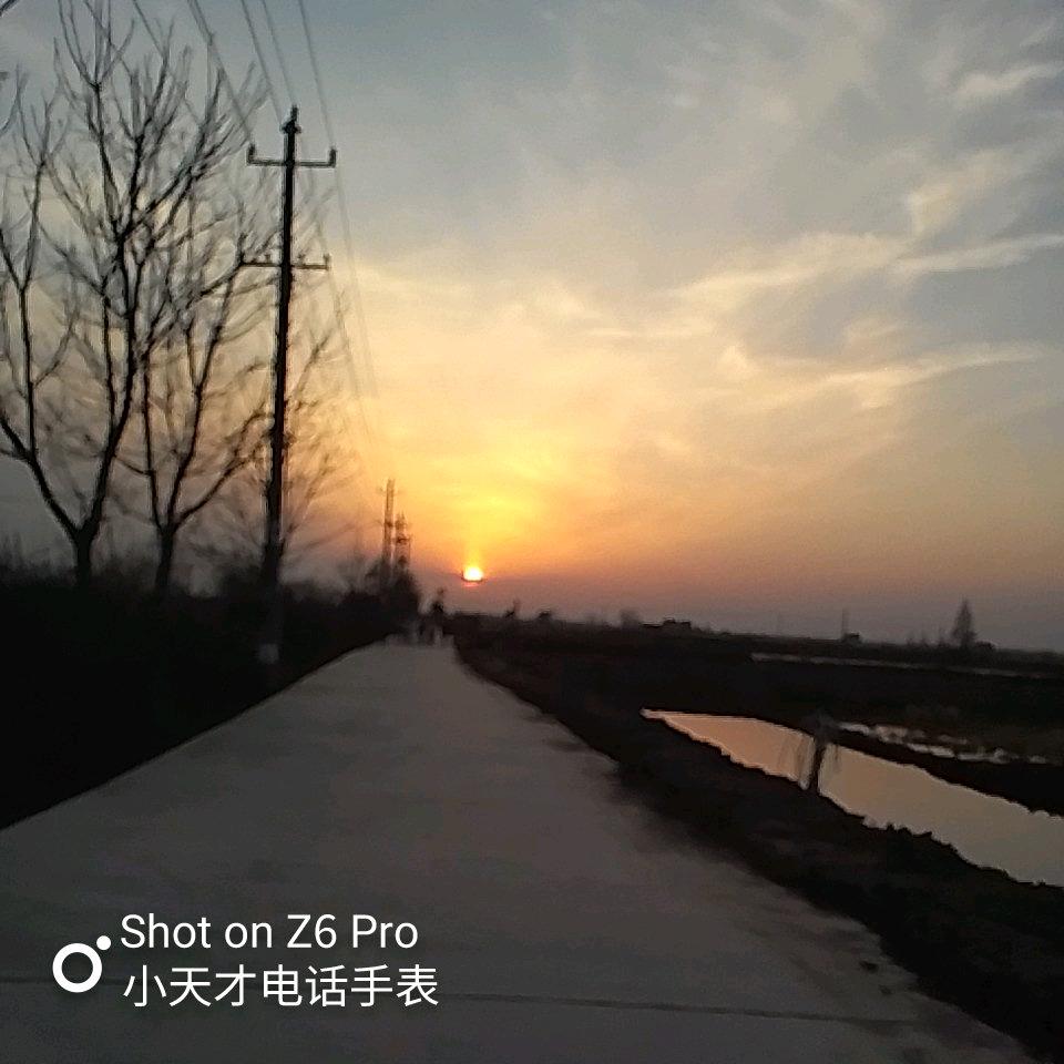 洋辣子