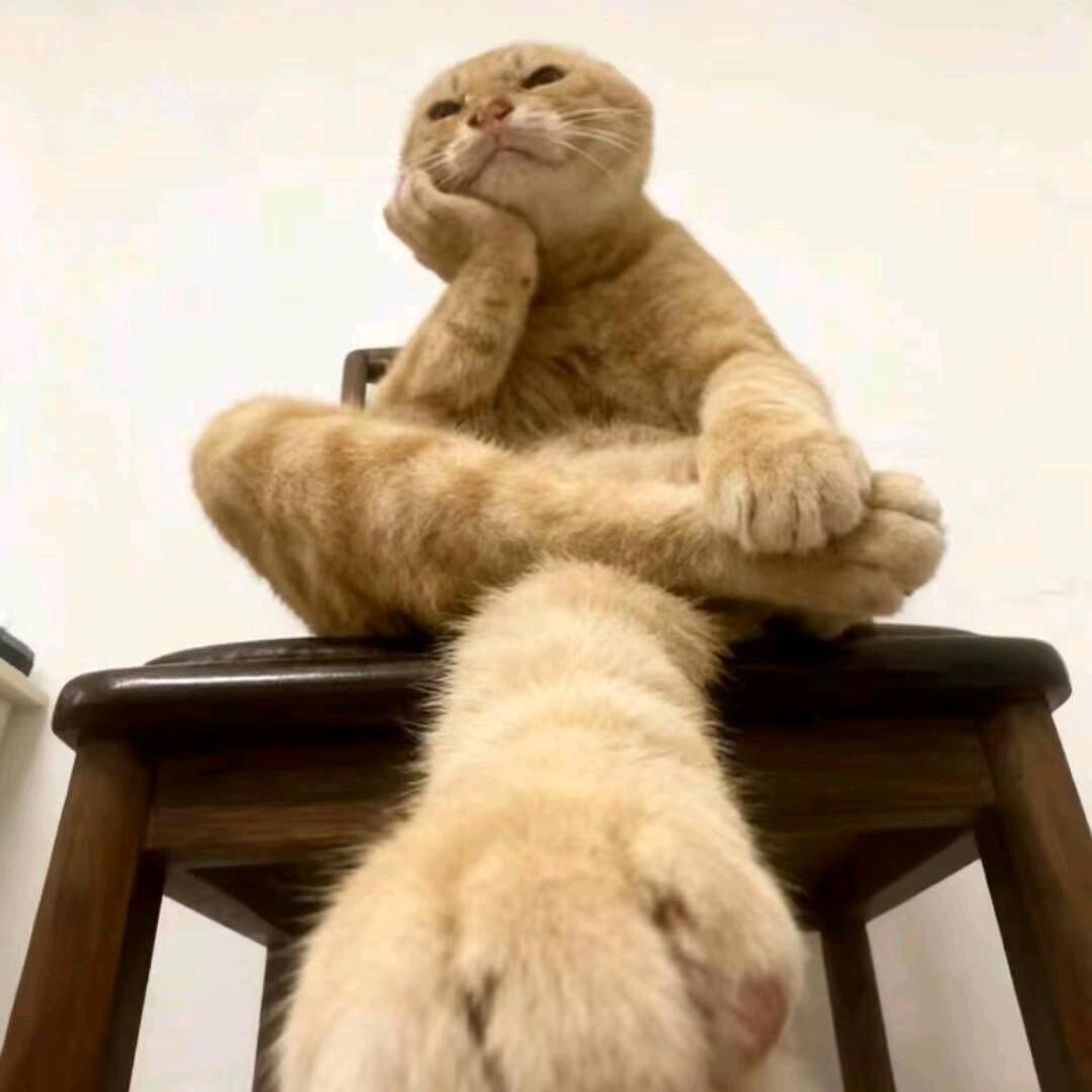 世界上最漂亮的大母猴🐒