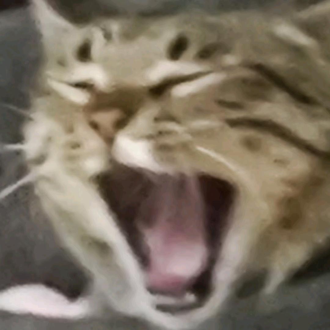 咪咪大王万万岁