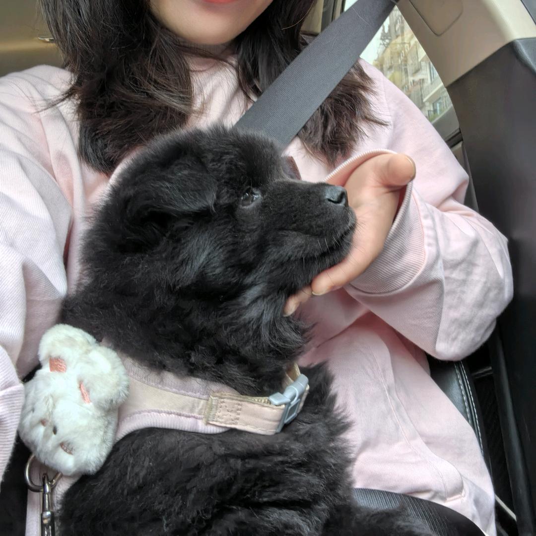家有五狗🐶