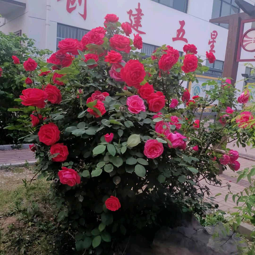平安是福