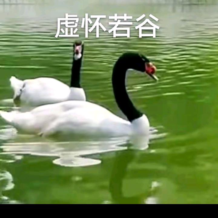 菩提下的我和你