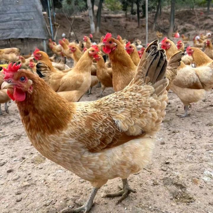 飞🐔中的战斗鸡