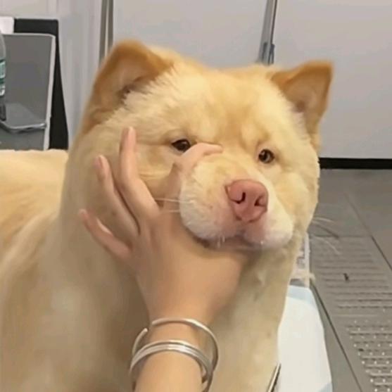 偷只虎豆子