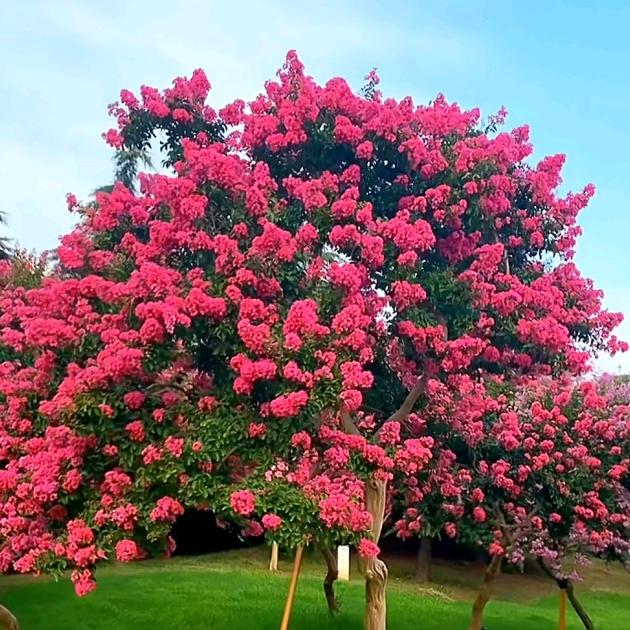 紫薇花