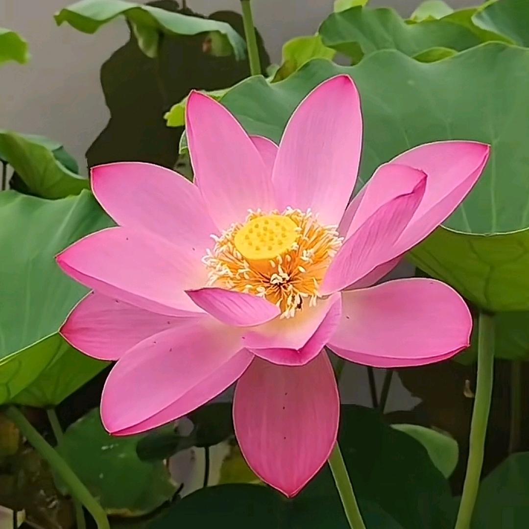 雨心