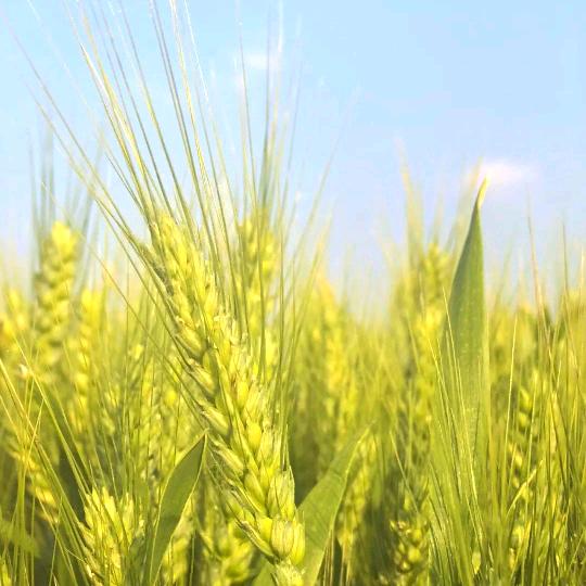小麦