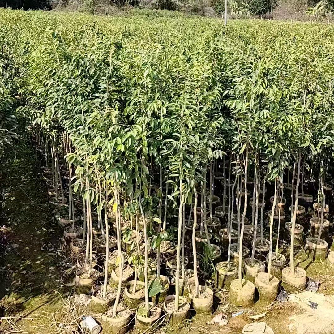 董氏沉香底苗苗场