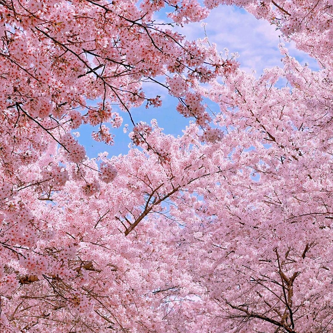 宝超-兰花生活号