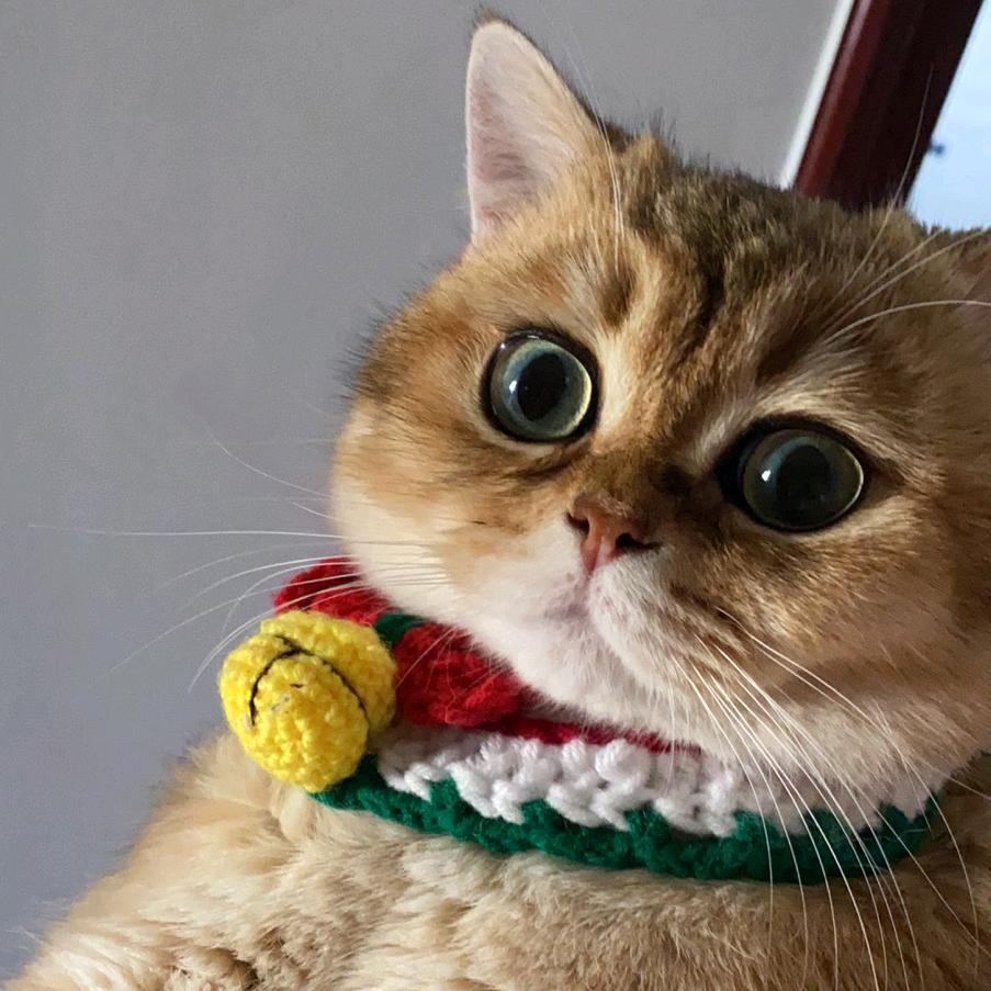 毛孩子的杂货铺