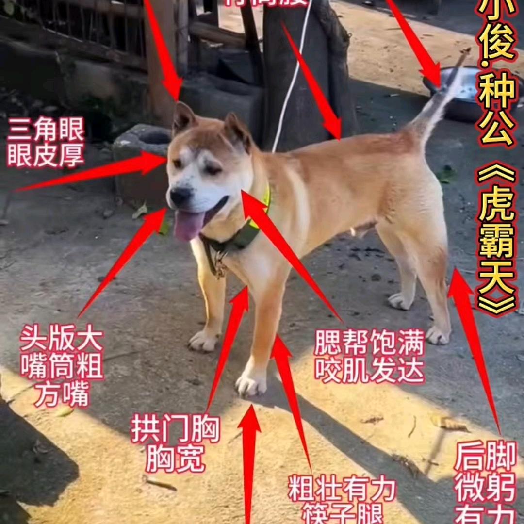 广西《深山寻犬》
