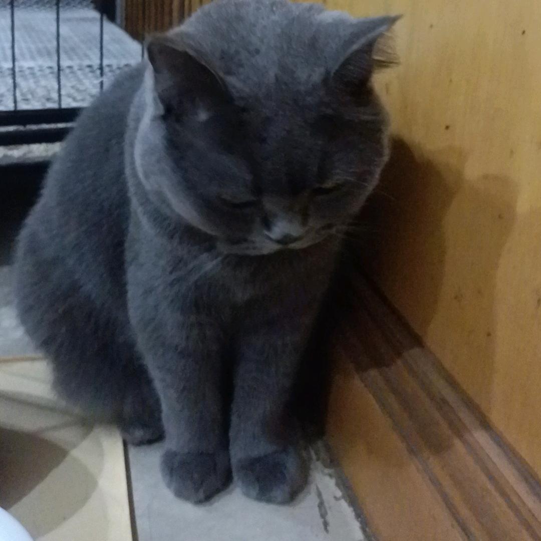 鱼达