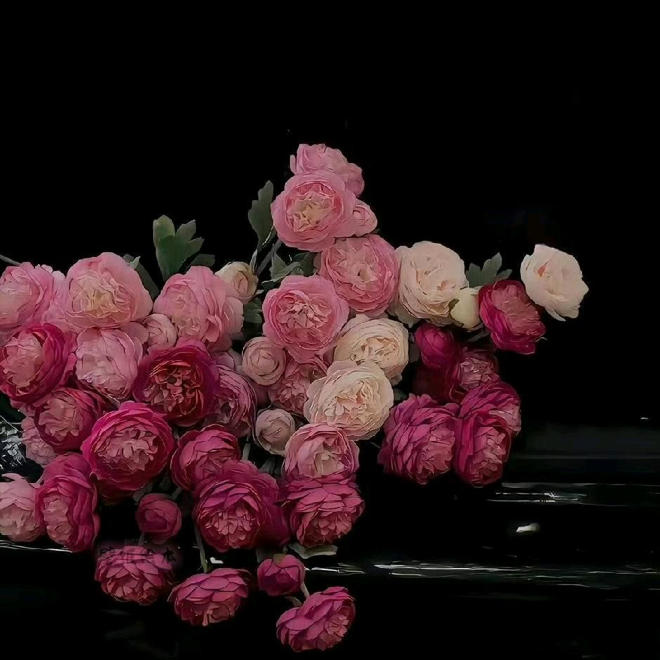 ฅʕ•̫͡•ʔฅ樂樂