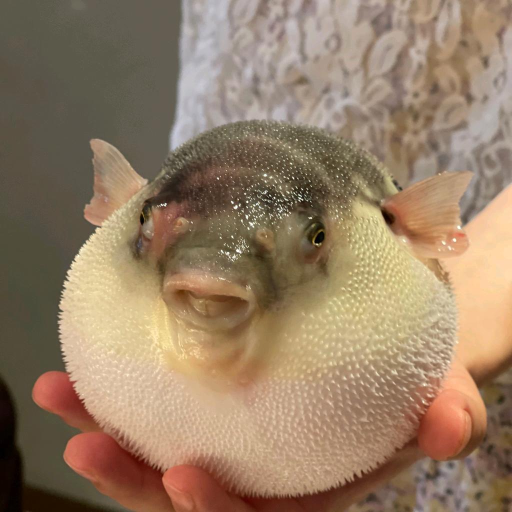 河豚