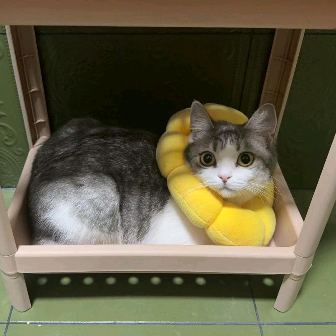 玖玖是猪不是猫