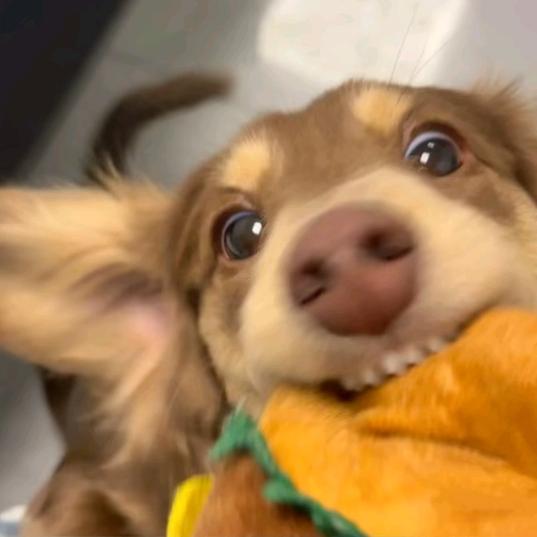 生煎包