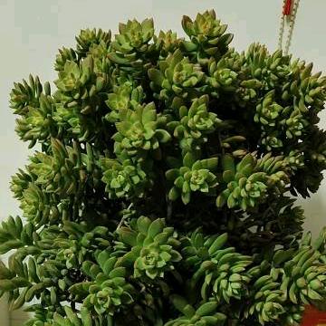 淡然