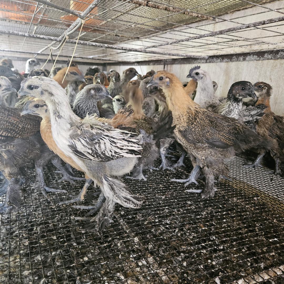 🐔李先生