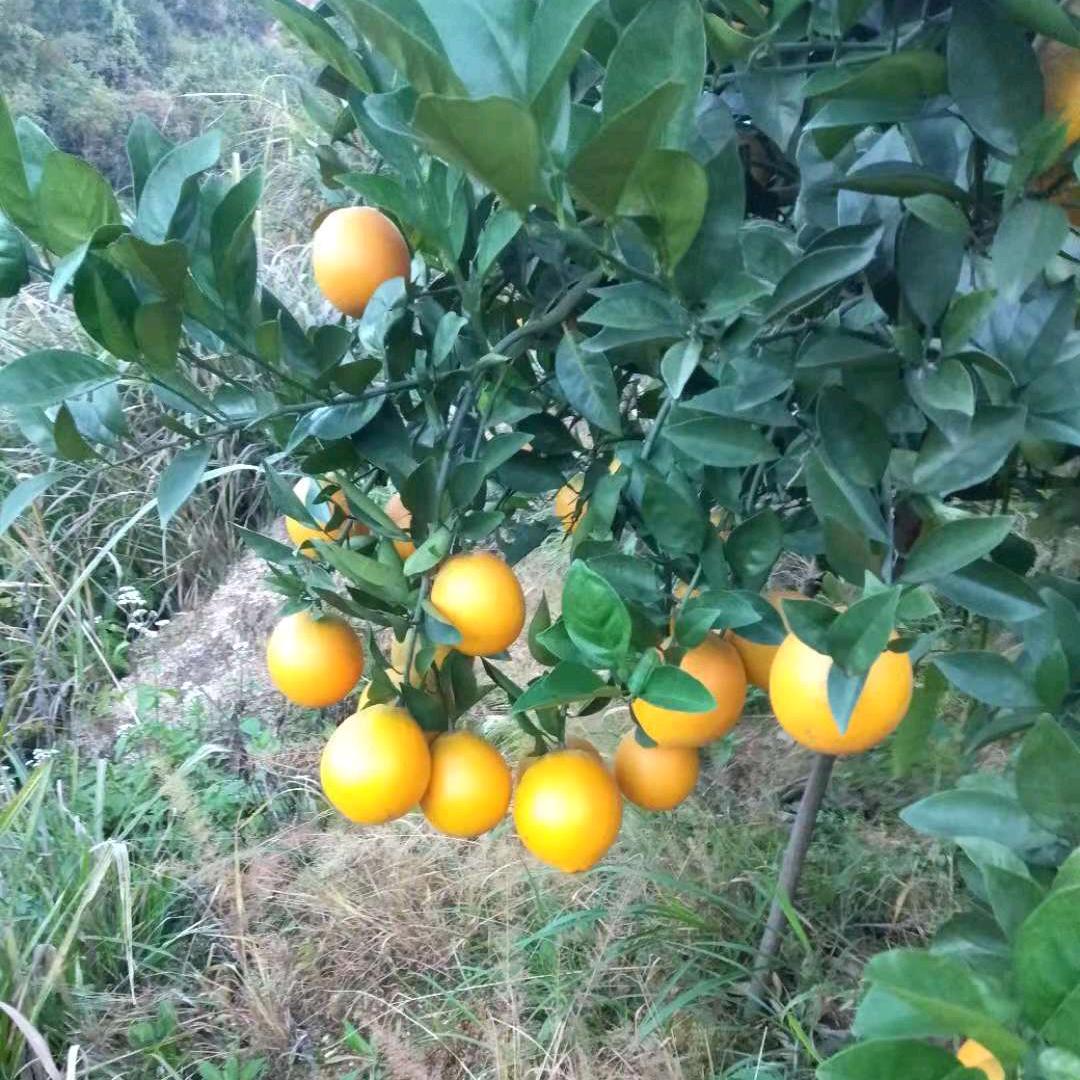脐橙哥