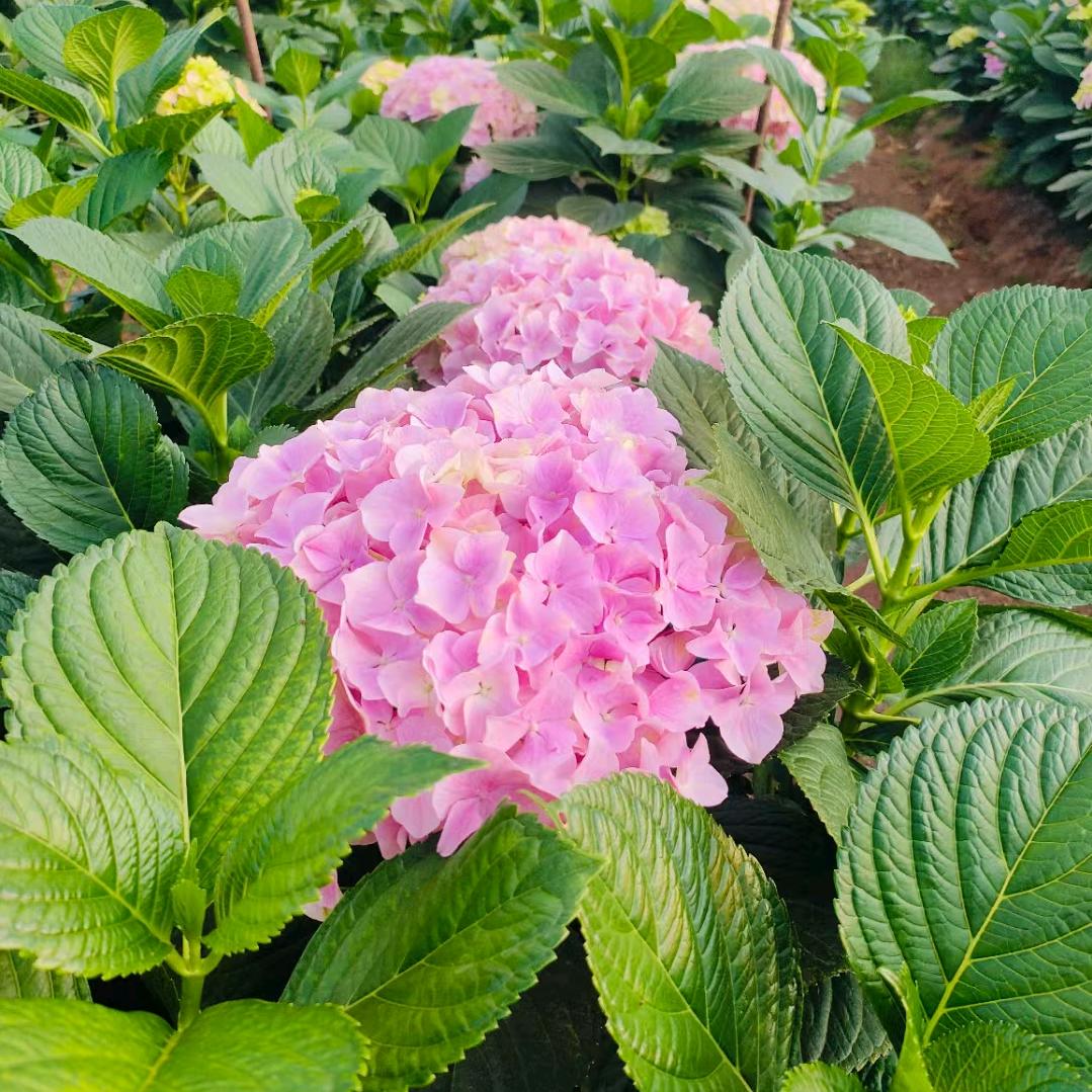 绣球花批发（昆明斗南）