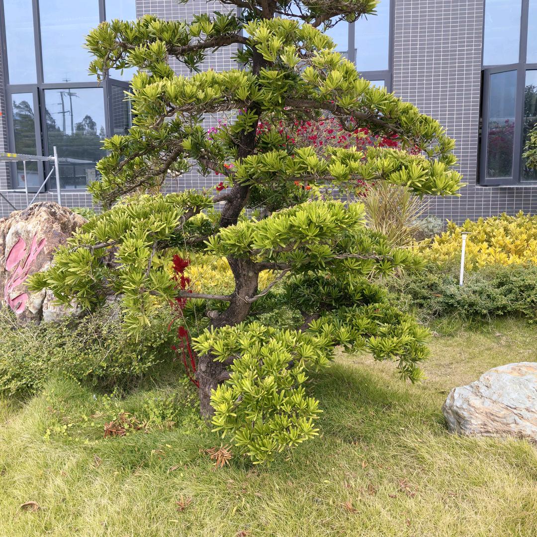 明天会更好