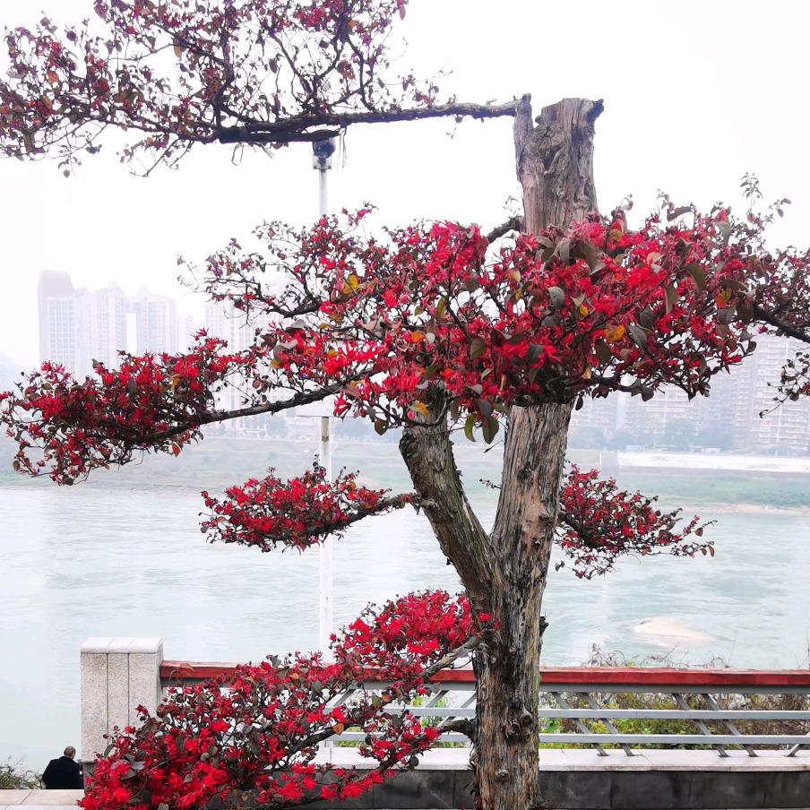 毒药哥