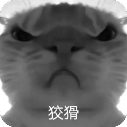 老广⭕