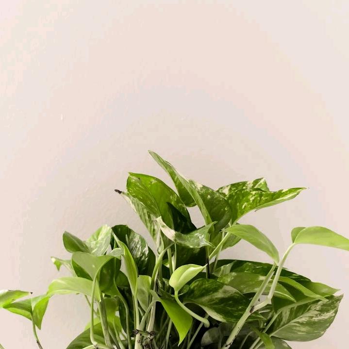 我命由天不由人