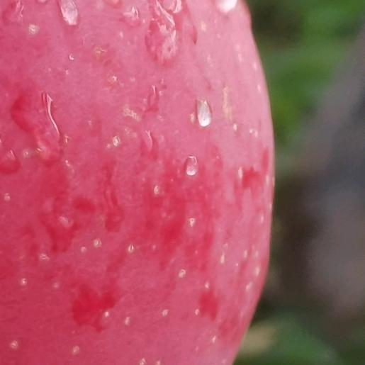 甘肃红富士🍎