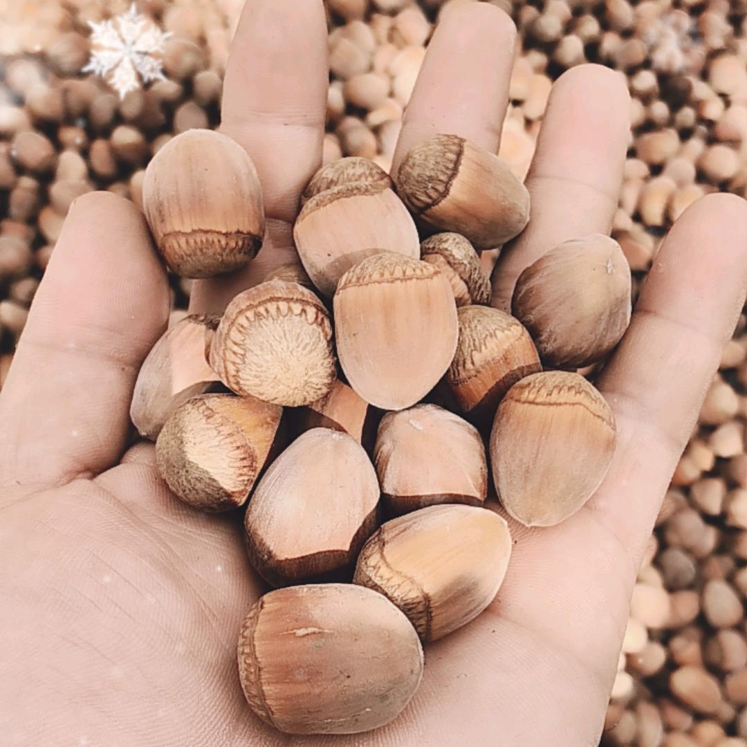 明远原产地大榛子批发