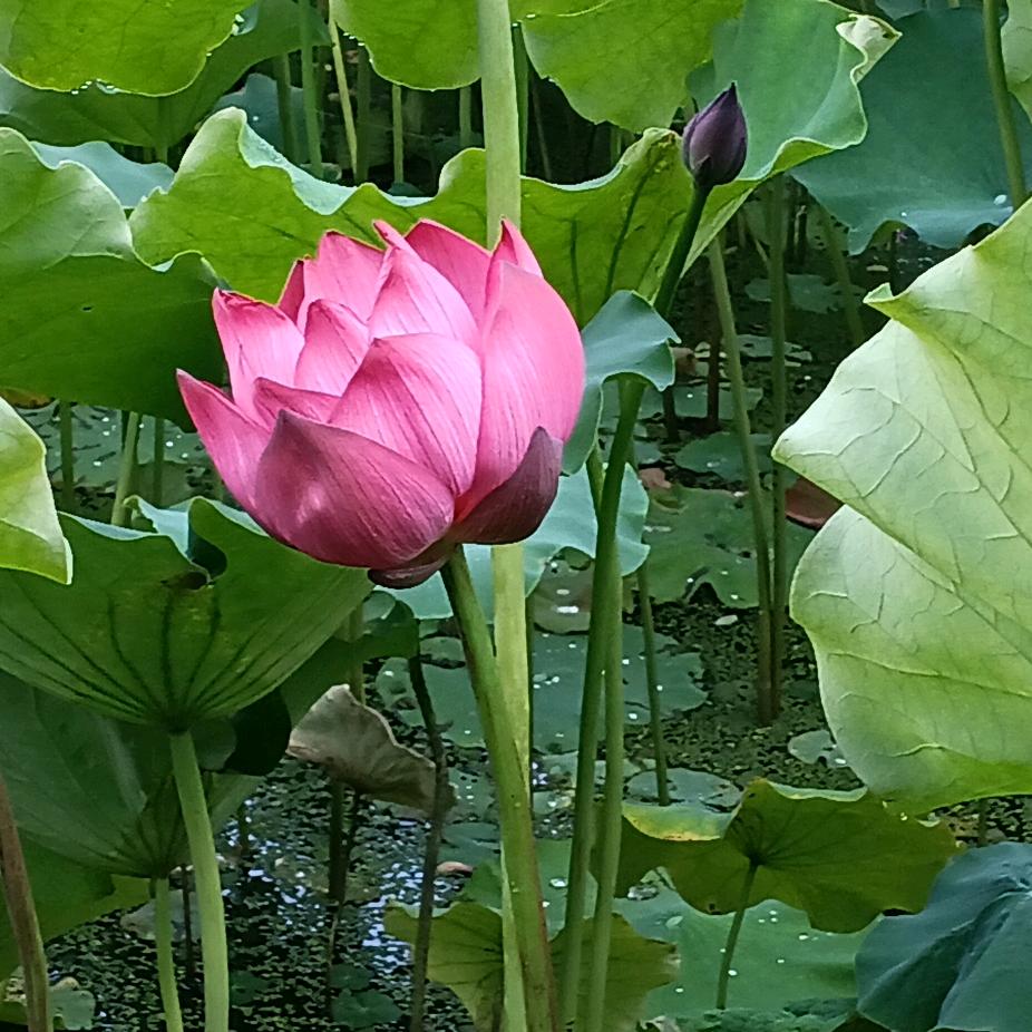 🥀এ᭄落花ꦿ忆梦💔ོ࿐ᩚ｛拒绝合拍｝