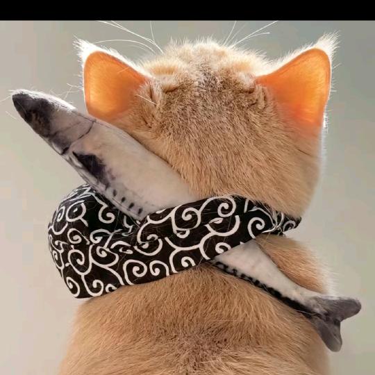 赵大猫