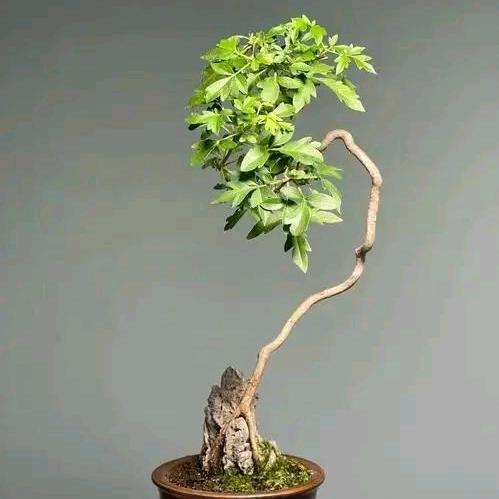 黄荆爱好者
