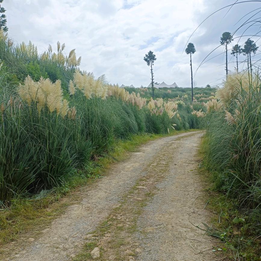 从你的世界路过