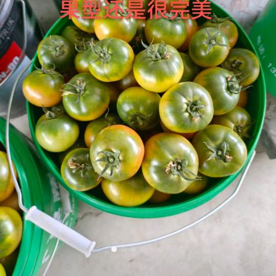 自家种植草莓柿子黄瓜韭菜农户