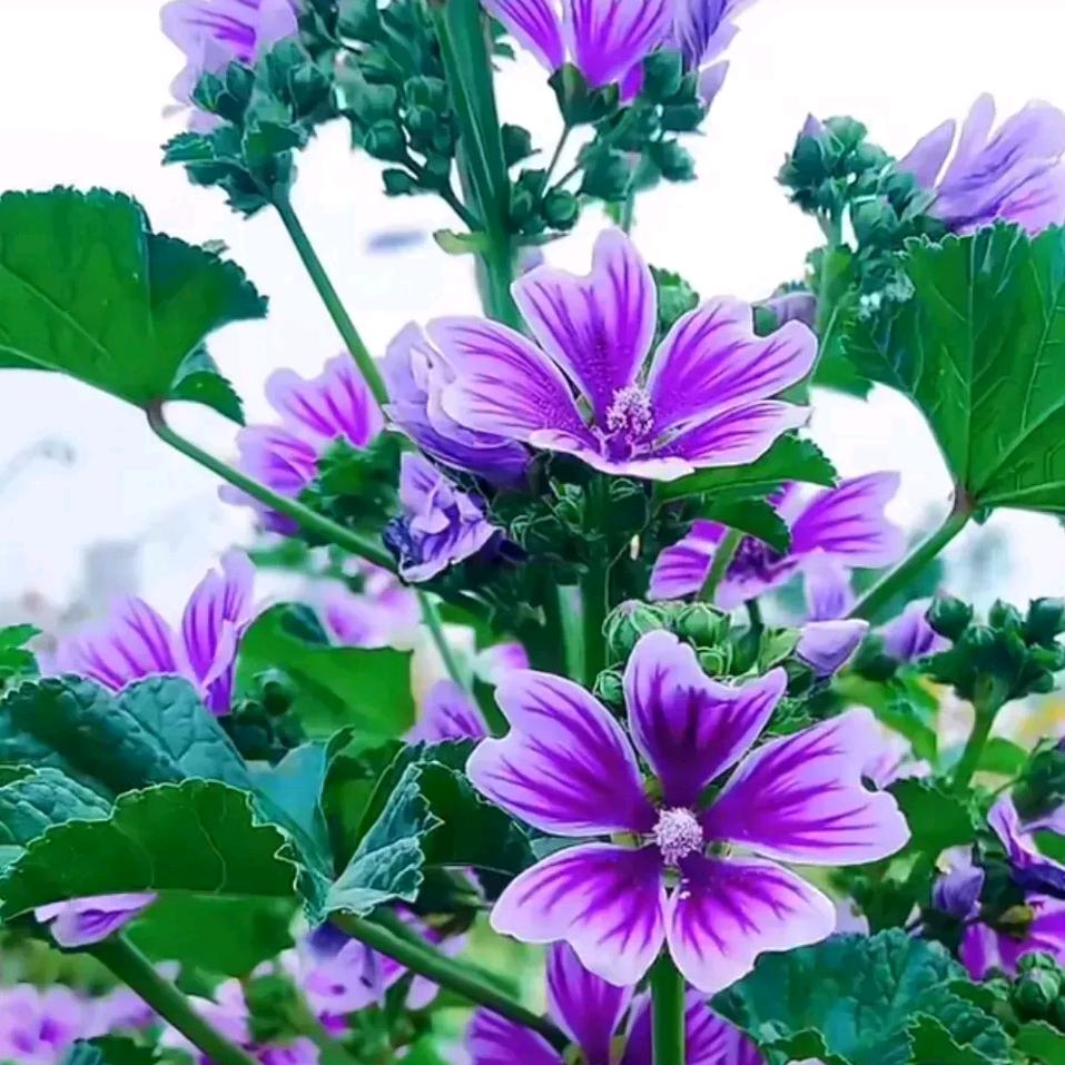 炀姐2 开播号在主页13：30分