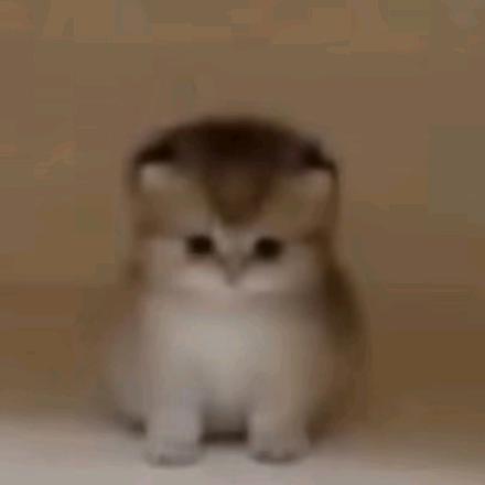 hoshino.（巅峰极速）