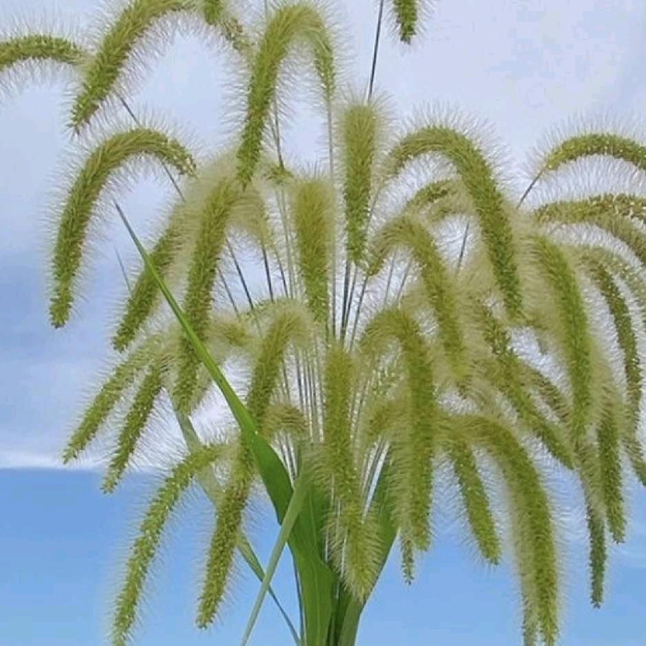 芬芬