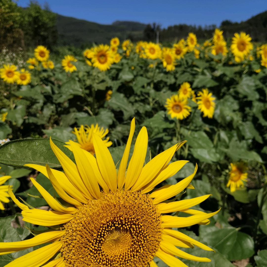 农村小哥向前冲