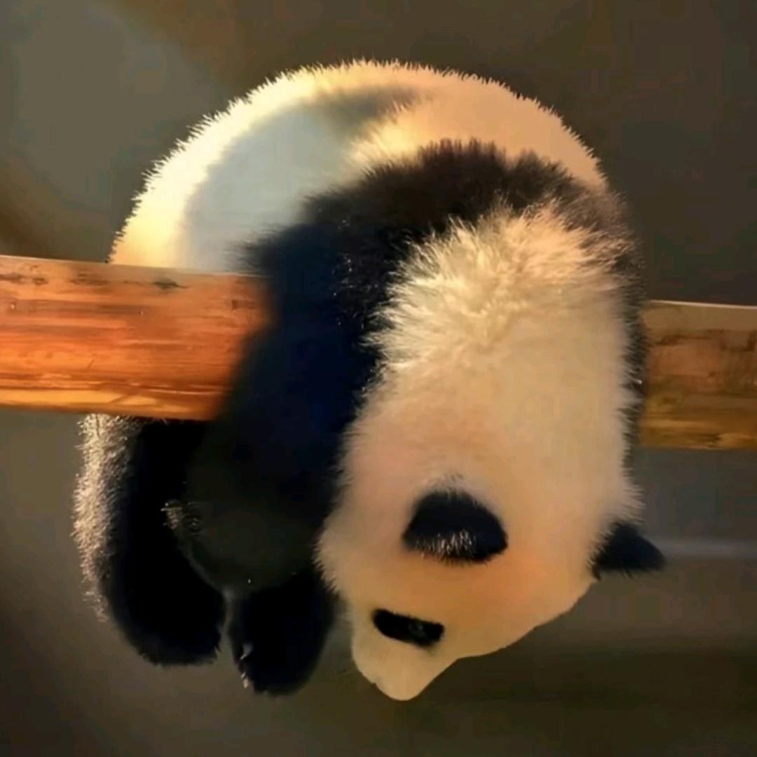 打不赢吐口水😜！