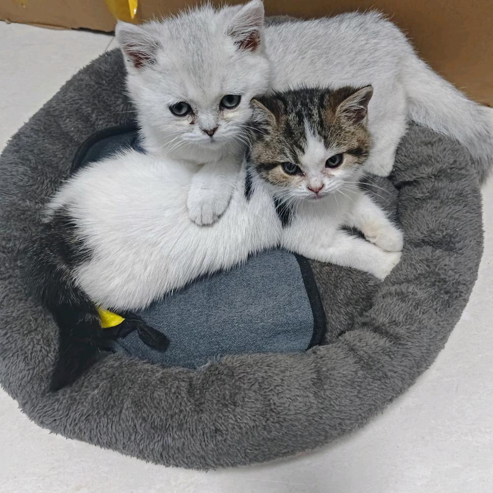 小多萌宠物用品店